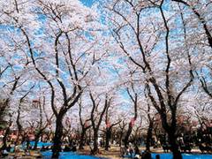 仙台の子連れで行きたいお花見スポット10選！遊園地で桜が見られる!?