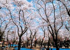 仙台の子連れで行きたいお花見スポット10選！遊園地で桜が見られる!?