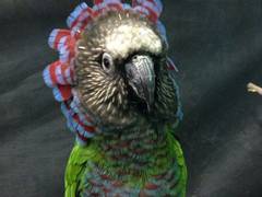 ことりのおうち インコカフェ 子連れのおでかけ 子どもの遊び場探しならコモリブ