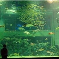 上越市立水族博物館 うみがたり の写真 (3)