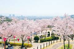 桜が見られる大阪のおすすめ公園8選！花見を楽しもう