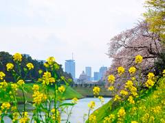 桜が観れる東京のおすすめ公園18選！春はお花見に出かけよう