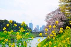 桜が観れる東京のおすすめ公園18選！春はお花見に出かけよう