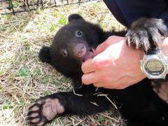 くまくま園 旧阿仁熊牧場 あにくまぼくじょう 子連れのおでかけ 子どもの遊び場探しならコモリブ