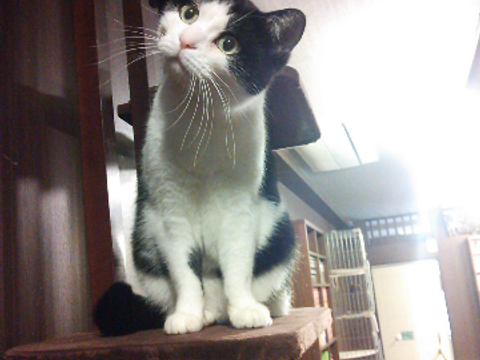 閉店 猫カフェ Nyanny秋葉原店 子連れのおでかけ 子どもの遊び場探しならコモリブ 閉店 猫カフェ Nyanny秋葉原店 子連れのおでかけ 子どもの遊び場探しならコモリブ