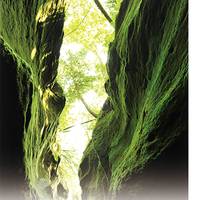 苔の洞門 の写真 (2)
