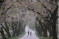 赤城南面千本桜（あかぎなんめんせんぼんざくら） の写真
