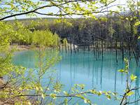 白金 青い池 の写真