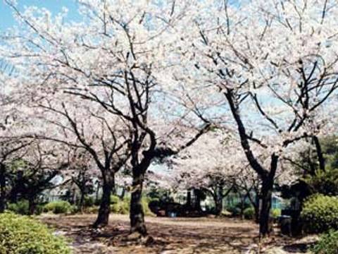 横浜の子連れで行けるお花見スポットおすすめ10選 子連れのおでかけ 子どもの遊び場探しならコモリブ