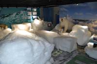 北海道立オホーツク流氷科学センター　ギザ（GIZA） の写真 (3)
