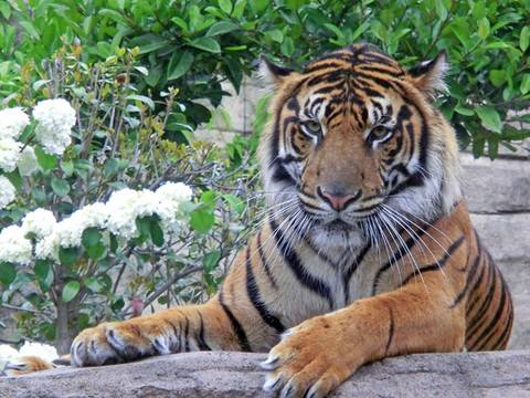 宮城の動物とふれあいができるスポット6選 迫力の餌やりも 子連れのおでかけ 子どもの遊び場探しならコモリブ 宮城の動物とふれあいができるスポット6選 迫力の餌やりも 子連れのおでかけ 子どもの遊び場探しならコモリブ
