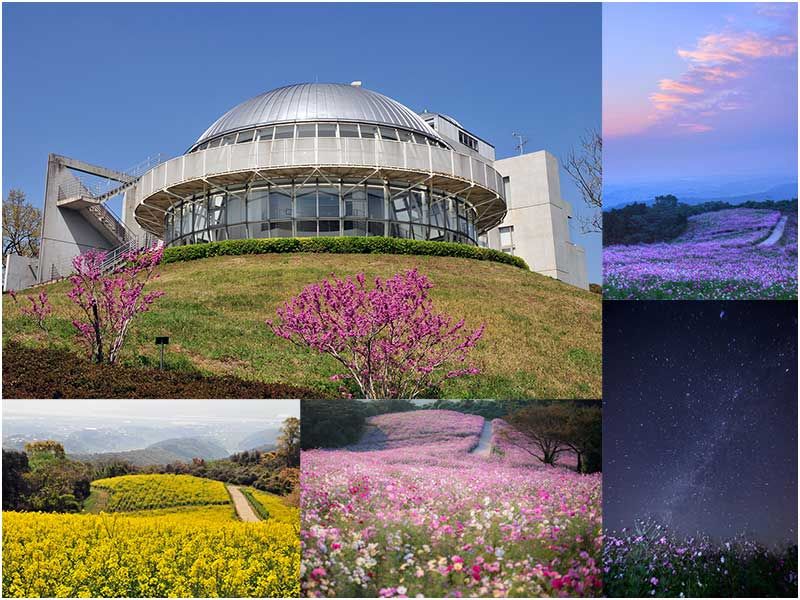 コスモス花宇宙館 子連れのおでかけ 子どもの遊び場探しならコモリブ