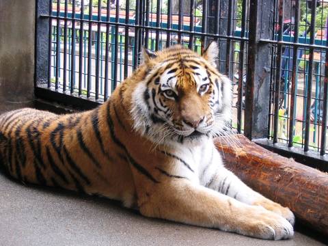 関東のおすすめ動物園35選 ふれあい体験できる所から安くて面白い動物公園や観光牧場も 子連れのおでかけ 子どもの遊び場探しならコモリブ