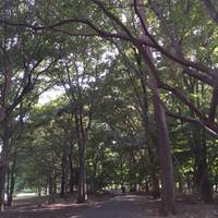 野川公園 の写真 (3)