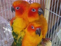 ことりのおうち インコカフェ 子連れのおでかけ 子どもの遊び場探しならコモリブ