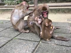 高崎山自然動物園