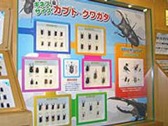 石川県ふれあい昆虫館 子連れのおでかけ 子どもの遊び場探しならコモリブ 石川県ふれあい昆虫館 子連れのおでかけ 子どもの遊び場探しならコモリブ