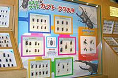 石川県ふれあい昆虫館 子連れのおでかけ 子どもの遊び場探しならコモリブ