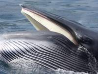 知床ネイチャークルーズ 知床羅臼 クジラ・イルカ・バードウォッチング の写真 (1)