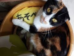 閉店 猫カフェ Nyanny秋葉原店 子連れのおでかけ 子どもの遊び場探しならコモリブ 閉店 猫カフェ Nyanny秋葉原店 子連れのおでかけ 子どもの遊び場探しならコモリブ