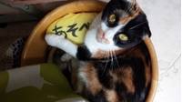 【閉店】猫カフェ nyanny秋葉原店 の写真 (3)