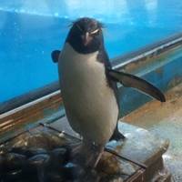 長崎ペンギン水族館 の写真 (3)