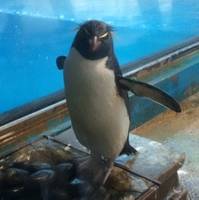 長崎ペンギン水族館 の写真 (3)