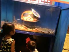 ヨコハマおもしろ水族館 赤ちゃん水族館 子連れのおでかけ 子どもの遊び場探しならコモリブ ヨコハマおもしろ水族館 赤ちゃん水族館 子連れのおでかけ 子どもの遊び場探しならコモリブ