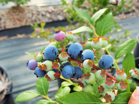 ブルーベリーファーム新松戸 子連れのおでかけ 子どもの遊び場探しならコモリブ