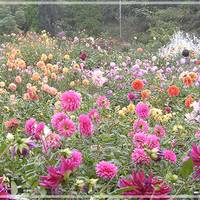 町田薬師池公園　色彩の杜　ダリア園 の写真 (2)