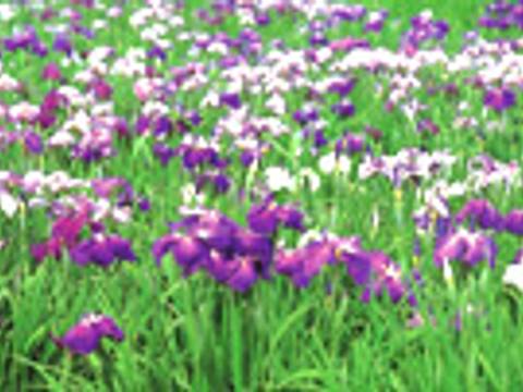 東京の子供とピクニックが楽しめる公園選 都内の人気公園や赤ちゃん連れに最適な所も 子連れのおでかけ 子どもの遊び場探しならコモリブ 東京の子供とピクニックが楽しめる公園選 都内の人気公園や赤ちゃん連れに最適な所も 子連れのおでかけ 子どもの遊び場探しならコモリブ