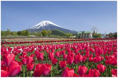 静岡の子連れ旅行で行きたい観光施設25選！赤ちゃん連れが楽しめる場所や子供に人気の所も