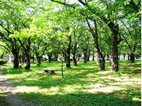 村松公園 の写真 (2)