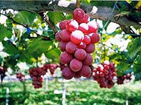 ぶどう狩りができる関西の農園10選 秋のアウトドアにぴったり 2 子連れのおでかけ 子どもの遊び場探しならコモリブ ぶどう狩りができる関西の農園10選 秋のアウトドアにぴったり 2 子連れのおでかけ 子どもの遊び場探しならコモリブ