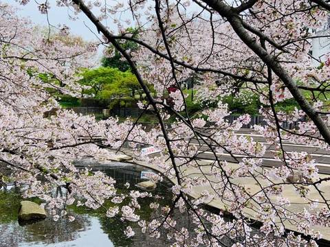 横浜の子連れで行けるお花見スポットおすすめ10選 子連れのおでかけ 子どもの遊び場探しならコモリブ 横浜の子連れで行けるお花見スポットおすすめ10選 子連れのおでかけ 子どもの遊び場探しならコモリブ