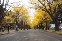 北海道大学　イチョウ並木 の写真 (2)