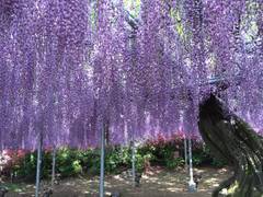 あしかがフラワーパーク 子連れのおでかけ 子どもの遊び場探しならコモリブ