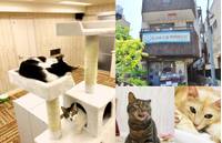 猫カフェにゃんくる 鎌倉店 の写真 (1)