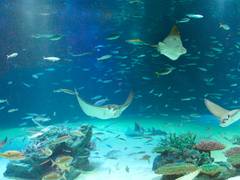 東京の子連れで楽しめる水族館ランキング10選！ふれあい系のスポットも