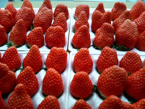 埼玉の子連れで行けるいちご狩り農園10選 3 子連れのおでかけ 子どもの遊び場探しならコモリブ 埼玉の子連れで行けるいちご狩り農園10選 3 子連れのおでかけ 子どもの遊び場探しならコモリブ