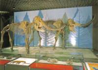 明石市立文化博物館 の写真 (2)