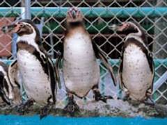 福知山市動物園 子連れのおでかけ 子どもの遊び場探しならコモリブ 福知山市動物園 子連れのおでかけ 子どもの遊び場探しならコモリブ