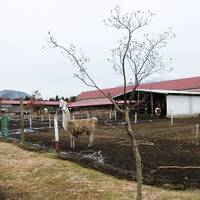 モーモーファーム 竹原牧場 の写真 (2)