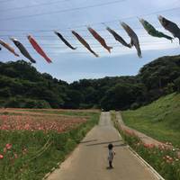 Natsumi Hondaさんが撮った くりはま花の国 の写真