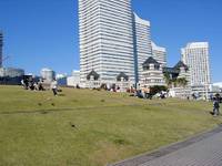 横浜みなと博物館の屋上緑化芝生 の写真 (1)