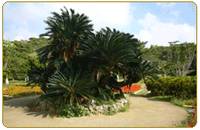 宮古島市熱帯植物園 の写真 (1)