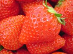 いちご観光農園 針テラスベリーファーム 子連れのおでかけ 子どもの遊び場探しならコモリブ いちご観光農園 針テラスベリーファーム 子連れのおでかけ 子どもの遊び場探しならコモリブ