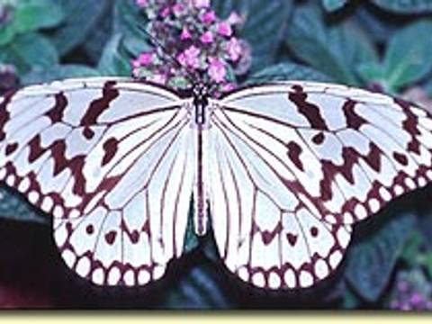 石川県ふれあい昆虫館 子連れのおでかけ 子どもの遊び場探しならコモリブ 石川県ふれあい昆虫館 子連れのおでかけ 子どもの遊び場探しならコモリブ