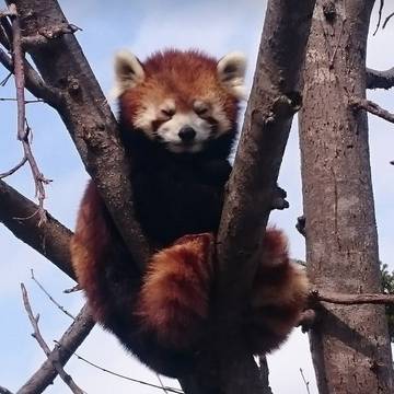 長野県にあるおすすめの動物園10選 たくさんの動物とふれあおう 2 子連れのおでかけ 子どもの遊び場探しならコモリブ