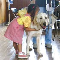 日本盲導犬総合センター 盲導犬の里 富士ハーネス